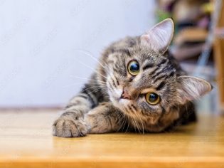 麻布十番犬猫クリニック